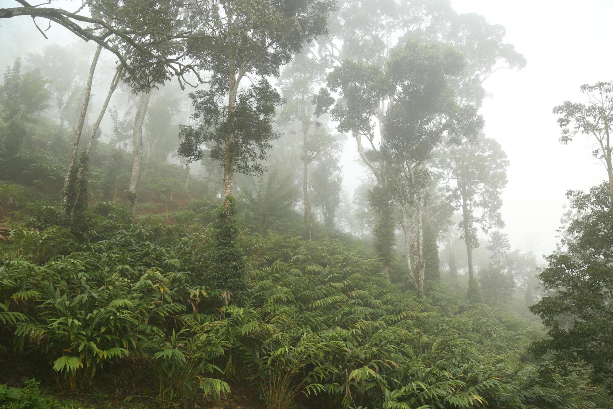 Spice Forest Plantation Homestay, Thekkady Vandiperiyār المظهر الخارجي الصورة