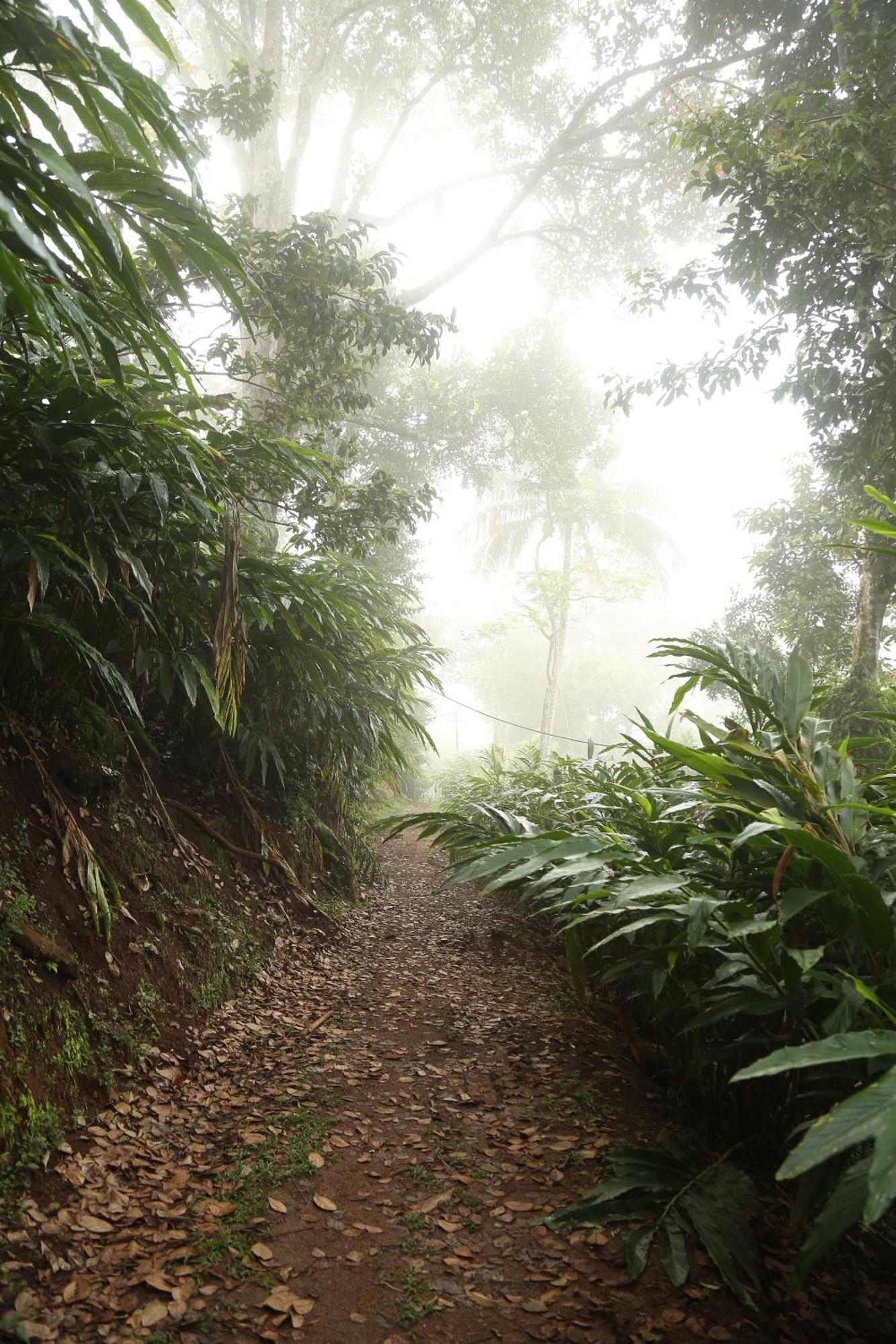 Spice Forest Plantation Homestay, Thekkady Vandiperiyār المظهر الخارجي الصورة